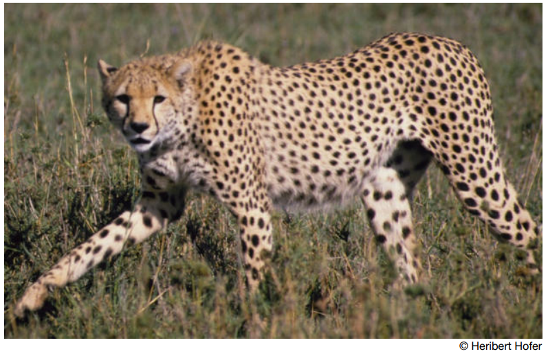 Gepard
