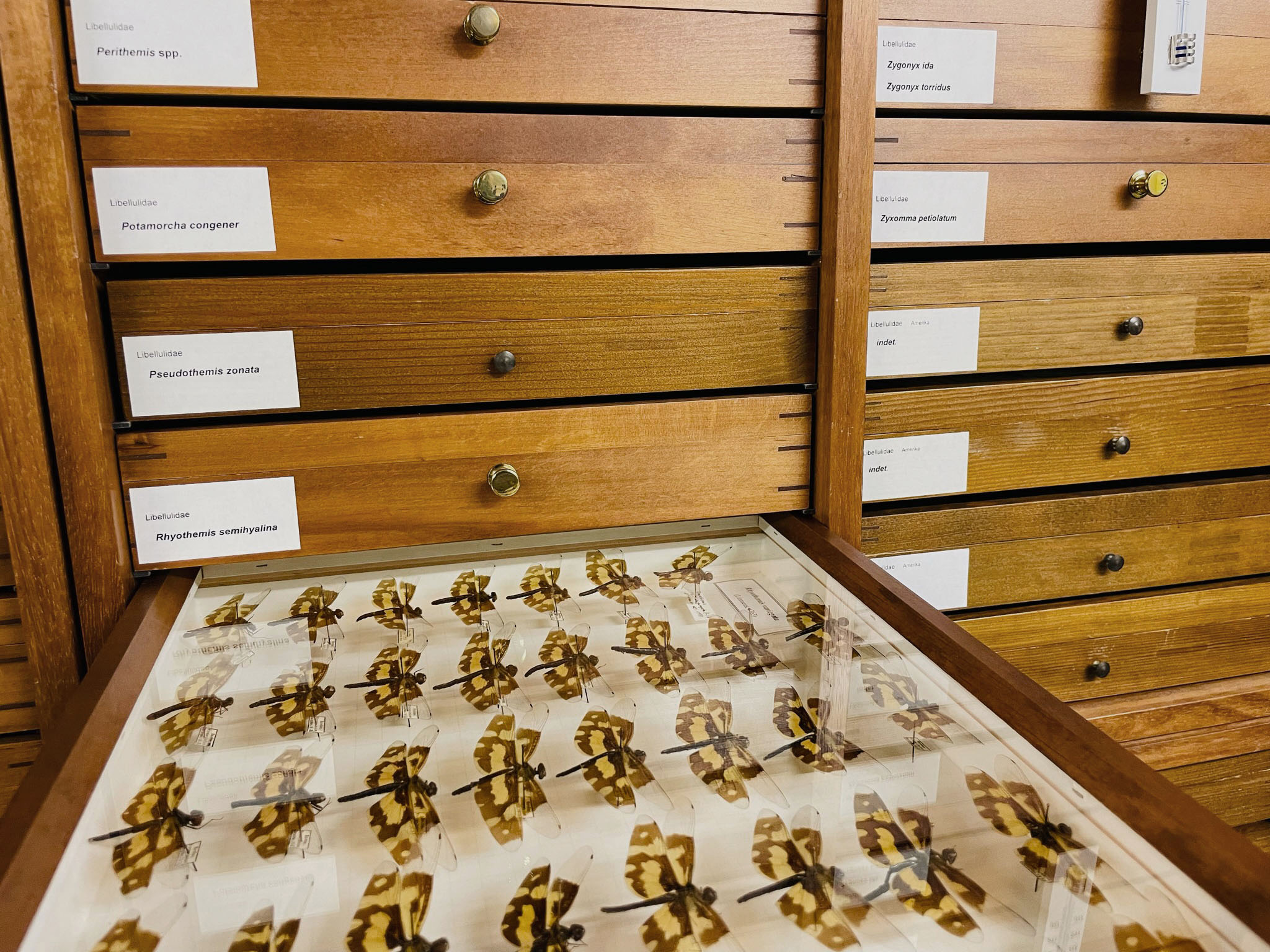 Sammlung Entomologie Libellulidae